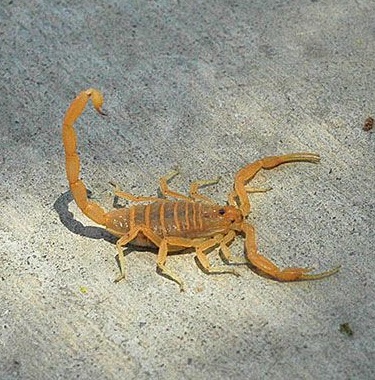 <span>Древесный скорпион (Centruroides exilicauda)</span><i>→</i>