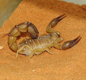 <span>Желтый толстохвостый скорпион (Androctonus australis)</span><i>→</i>