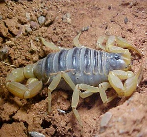 <span>Пустынный волосатый скорпион (Hadrurus arizonensis)</span><i>→</i>