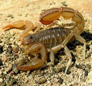 <span>Стрипедтальский скорпион (Vaejovis spinigerus)</span><i>→</i>